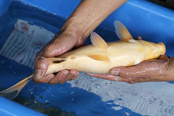 03-昭和三色-37cm-母-2017年產-10000起標-(強勢II-2017產-元大拍賣會)-4.jpg