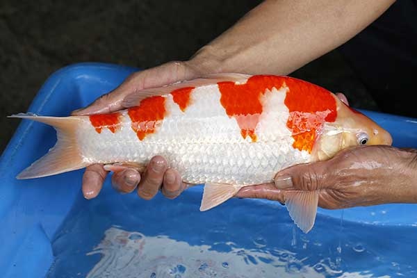 05-紅白-37cm-母-2017年產-10000起標-(強勢II-2017產-元大拍賣會)-3.jpg