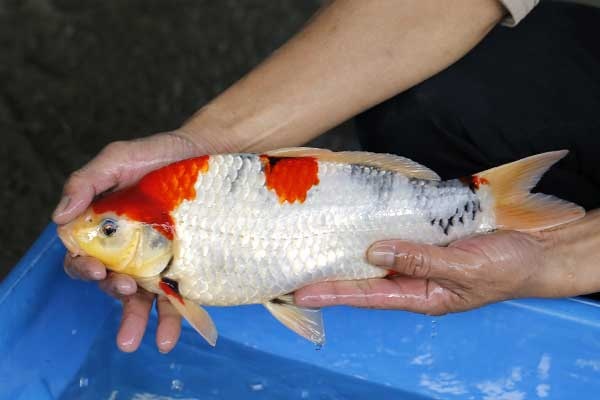 07-昭和三色-38cm-母-2017年產-3000起標-(強勢II-2017產-元大拍賣會)-3.jpg