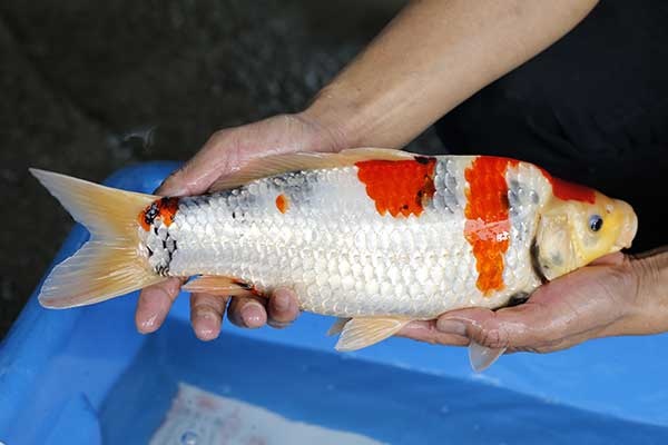 07-昭和三色-38cm-母-2017年產-3000起標-(強勢II-2017產-元大拍賣會)-2.jpg