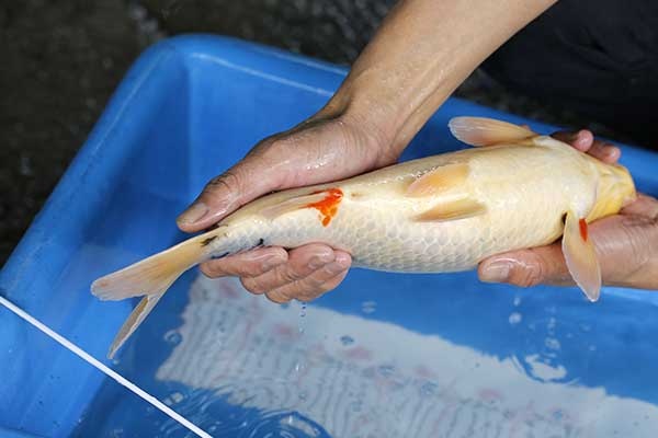 07-昭和三色-38cm-母-2017年產-3000起標-(強勢II-2017產-元大拍賣會)-4.jpg