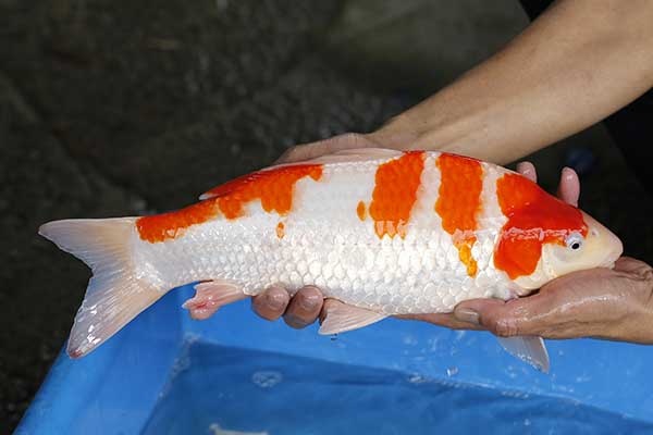 08-紅白-40cm-母-2017年產-5000起標-(強勢II-2017產-元大拍賣會)-2.jpg