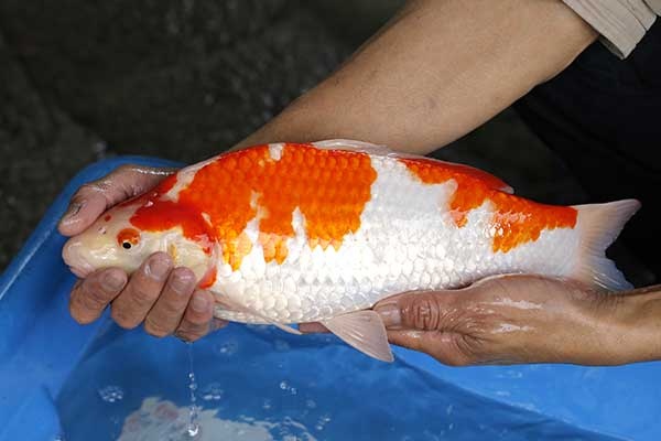 08-紅白-40cm-母-2017年產-5000起標-(強勢II-2017產-元大拍賣會)-3.jpg