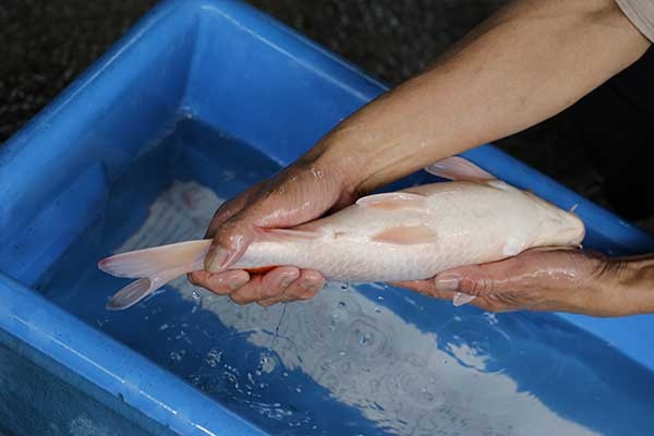 08-紅白-40cm-母-2017年產-5000起標-(強勢II-2017產-元大拍賣會)-4.jpg