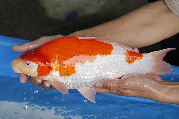 09-紅白-38cm-母-2017年產-5000起標-(強勢II-2017產-元大拍賣會)-3.jpg