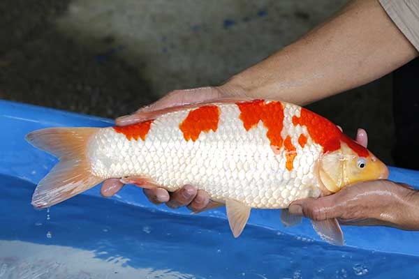 10-紅白-38cm-母-2017年產-5000起標-(強勢II-2017產-元大拍賣會)-3.jpg