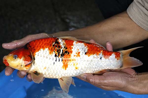 12-昭和三色-37cm-母-2017年產-3000起標-(強勢II-2017產-元大拍賣會)-3.jpg