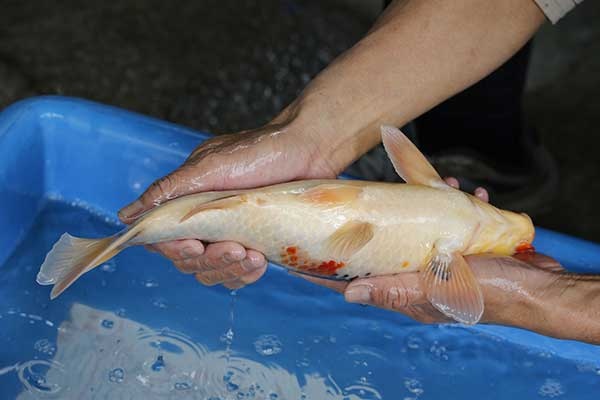 12-昭和三色-37cm-母-2017年產-3000起標-(強勢II-2017產-元大拍賣會)-4.jpg