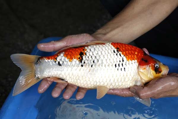 12-昭和三色-37cm-母-2017年產-3000起標-(強勢II-2017產-元大拍賣會)-2.jpg