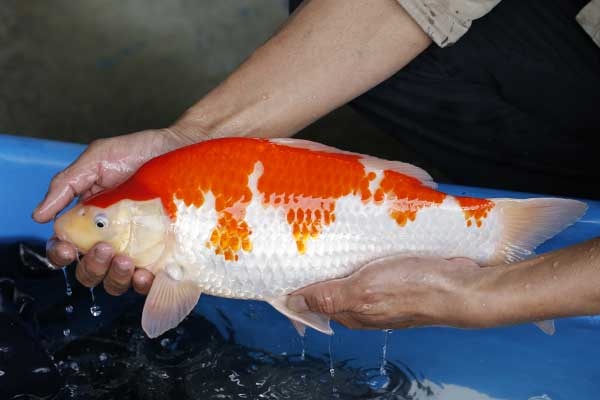 14-紅白-39cm-母-2017年產-10000起標-(強勢II-2017產-元大拍賣會)-2.jpg