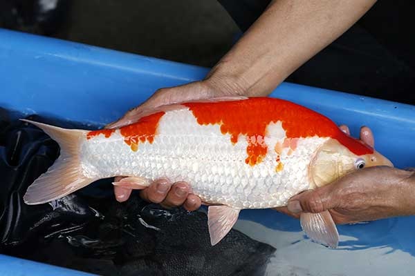 14-紅白-39cm-母-2017年產-10000起標-(強勢II-2017產-元大拍賣會)-3.jpg