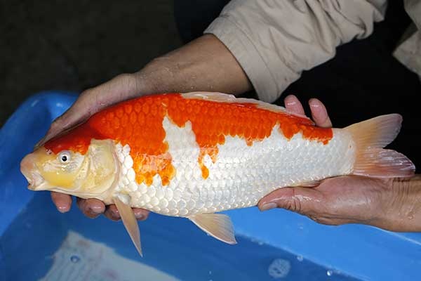 15-紅白-40cm-母-2017年產-10000起標-(強勢II-2017產-元大拍賣會)-2.jpg