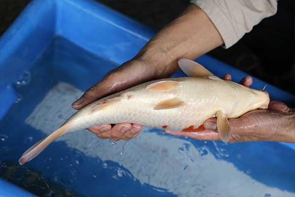 15-紅白-40cm-母-2017年產-10000起標-(強勢II-2017產-元大拍賣會)-4.jpg