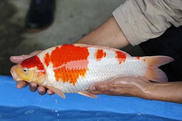 16-紅白-41cm-母-2017年產-5000起標-(強勢II-2017產-元大拍賣會)-2.jpg