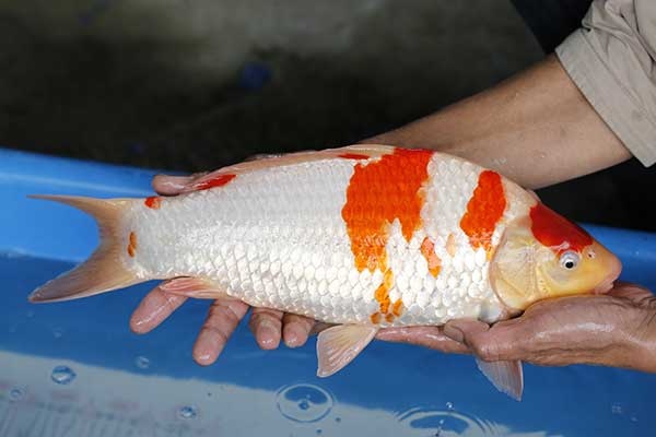 16-紅白-41cm-母-2017年產-5000起標-(強勢II-2017產-元大拍賣會)-3.jpg