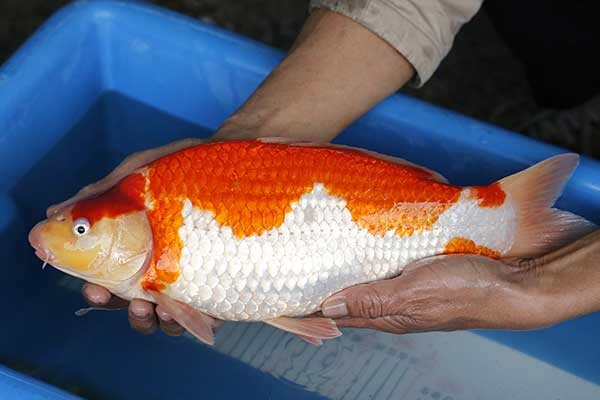 20-紅白-41cm-母-2017年產-3000起標-(強勢II-2017產-元大拍賣會)-2.jpg