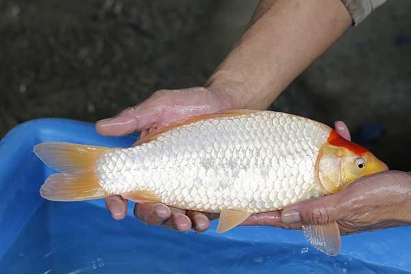 21-丹頂-34cm-母-2017年產-3000起標-(強勢II-2017產-元大拍賣會)-3.jpg