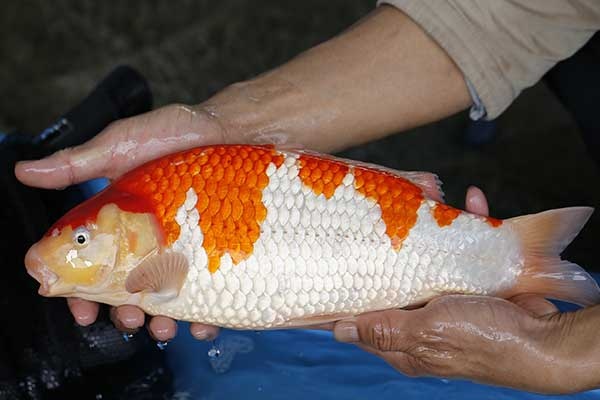 22-紅白-38cm-母-2017年產-5000起標-(強勢II-2017產-元大拍賣會)-2.jpg