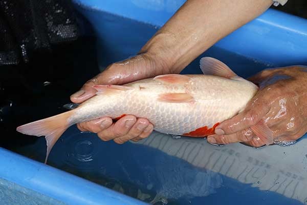 22-紅白-38cm-母-2017年產-5000起標-(強勢II-2017產-元大拍賣會)-4.jpg