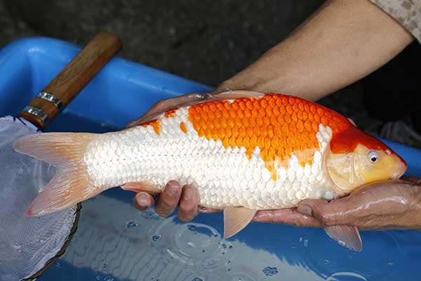 23-紅白-40cm-母-2017年產-3000起標-(強勢II-2017產-元大拍賣會)-3.jpg