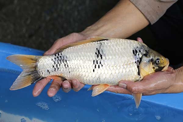 26-白寫-36cm-母-2017年產-3000起標-(強勢II-2017產-元大拍賣會)-3.jpg