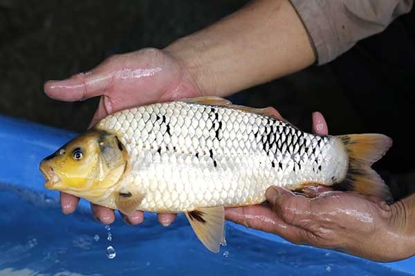 26-白寫-36cm-母-2017年產-3000起標-(強勢II-2017產-元大拍賣會)-2.jpg