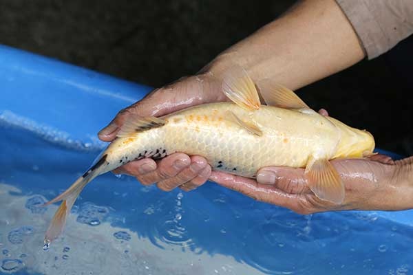 26-白寫-36cm-母-2017年產-3000起標-(強勢II-2017產-元大拍賣會)-4.jpg