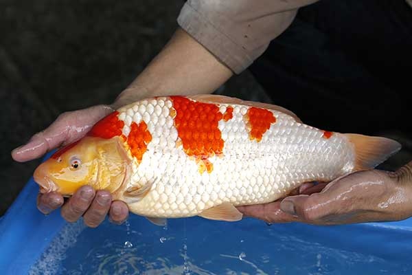 27-紅白-40cm-母-2017年產-3000起標-(強勢II-2017產-元大拍賣會)-2.jpg