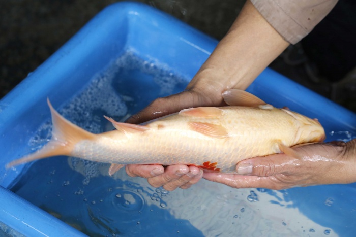 27-紅白-40cm-母-2017年產-3000起標-(強勢II-2017產-元大拍賣會)-4.jpg