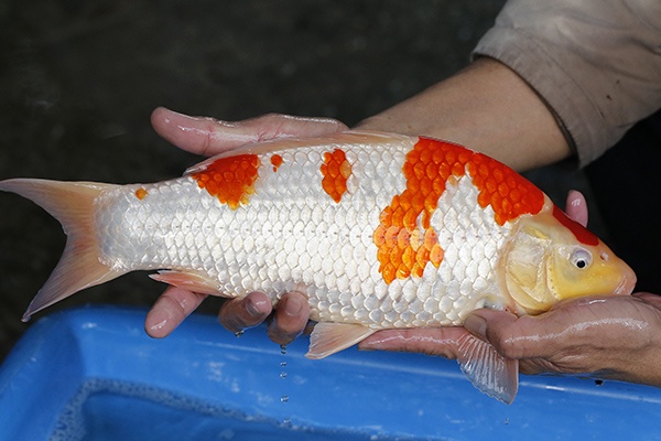 28-紅白-38cm-母-2017年產-3000起標-(強勢II-2017產-元大拍賣會)-2.jpg