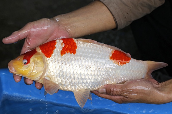 28-紅白-38cm-母-2017年產-3000起標-(強勢II-2017產-元大拍賣會)-3.jpg