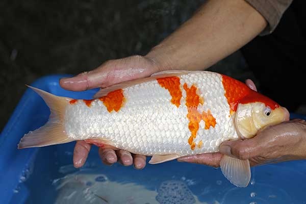 30-紅白-38cm-母-2017年產-2000起標-(強勢II-2017產-元大拍賣會)-2.jpg