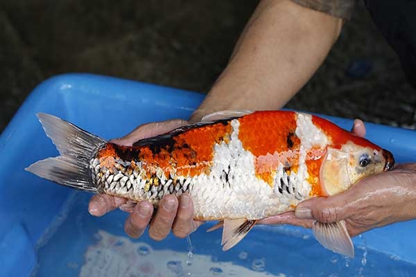 34-昭和三色-37m-不明-2017年產-2000起標-(強勢II-2017產-元大拍賣會)-3.jpg