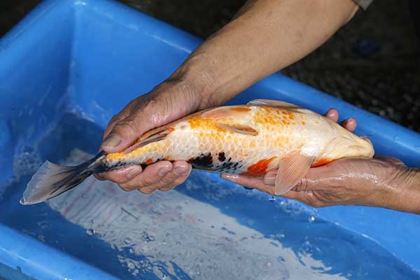 34-昭和三色-37m-不明-2017年產-2000起標-(強勢II-2017產-元大拍賣會)-4.jpg