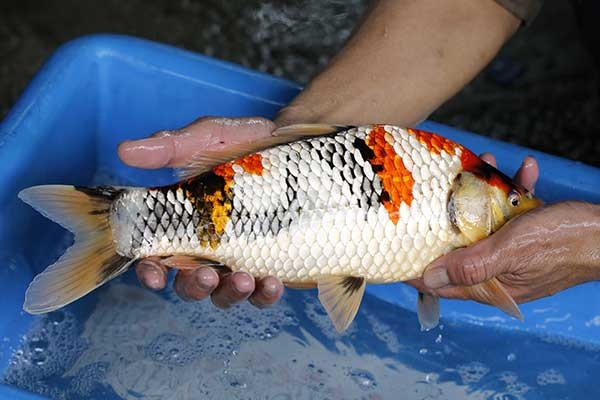 35-昭和三色-37m-不明-2017年產-3000起標-(強勢II-2017產-元大拍賣會)-3.jpg