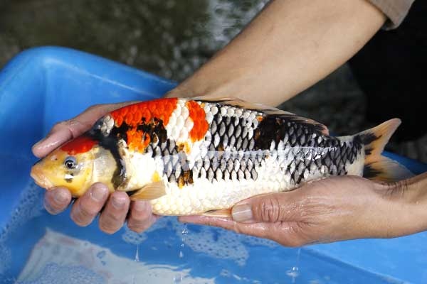 36-昭和三色-36cm-母-2017年產-2000起標-(強勢II-2017產-元大拍賣會)-2.jpg