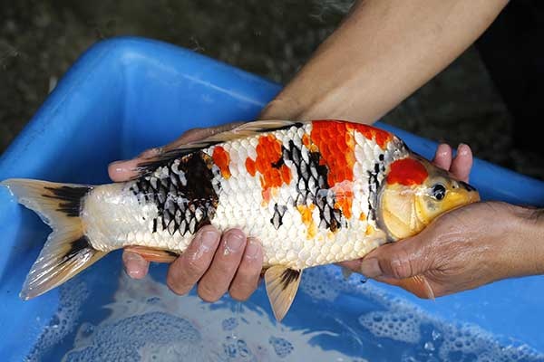 36-昭和三色-36cm-母-2017年產-2000起標-(強勢II-2017產-元大拍賣會)-3.jpg