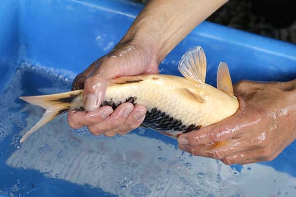 36-昭和三色-36cm-母-2017年產-2000起標-(強勢II-2017產-元大拍賣會)-4.jpg