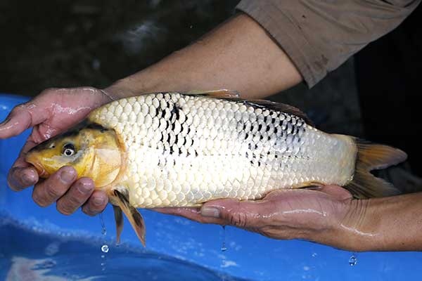 39-白寫-37cm-不明-2017年產-3000起標-(強勢II-2017產-元大拍賣會)-2.jpg