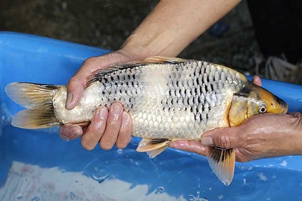 39-白寫-37cm-不明-2017年產-3000起標-(強勢II-2017產-元大拍賣會)-3.jpg