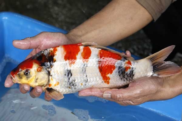 41-昭和三色-36cm-母-2017年產-3000起標-(強勢II-2017產-元大拍賣會)-2.jpg