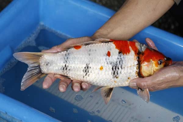 41-昭和三色-36cm-母-2017年產-3000起標-(強勢II-2017產-元大拍賣會)-3.jpg