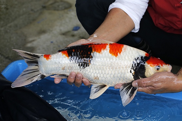 05-昭和-48cm-不明-2018年產-5000起標-(2019元大首拍)-2.jpg