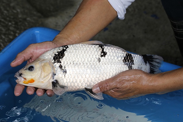 06-白寫-40cm-母-2018年產-5000起標-(2019元大首拍)-2.jpg