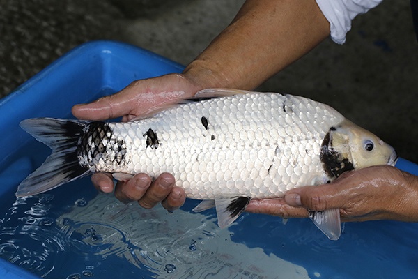 06-白寫-40cm-母-2018年產-5000起標-(2019元大首拍)-3.jpg