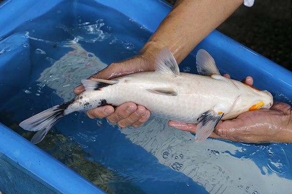 06-白寫-40cm-母-2018年產-5000起標-(2019元大首拍)-4.jpg