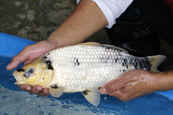 10-白寫-41cm-不明-2018年產-3000起標-(2019元大首拍)-3.jpg