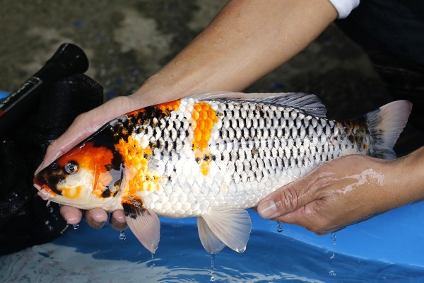 13-昭和-42cm-不明-2018年產-3000起標-(2019元大首拍)-2.jpg