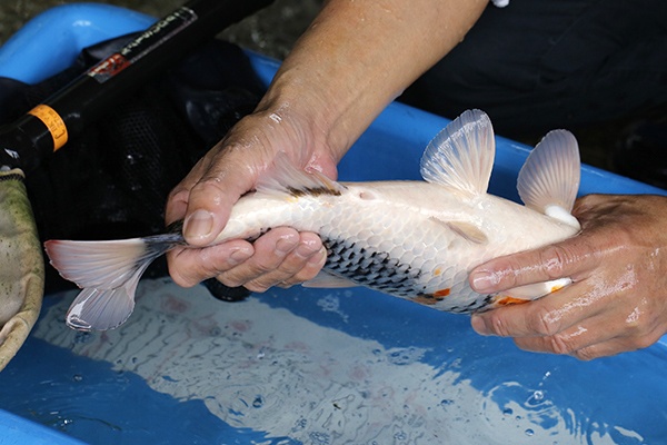 13-昭和-42cm-不明-2018年產-3000起標-(2019元大首拍)-4.jpg