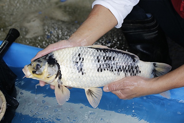 19-白寫-50cm-母-2017年產-3000起標-(2019元大首拍)-3.jpg